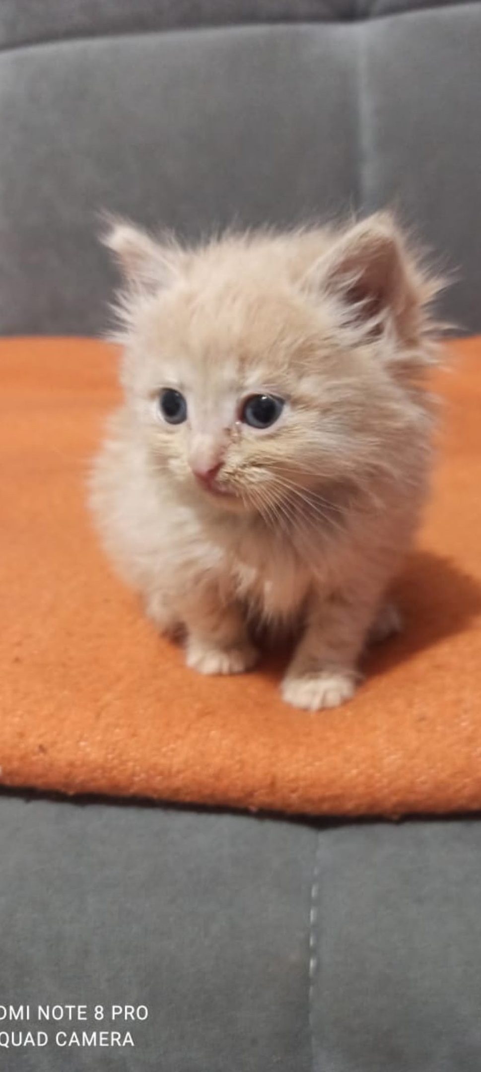 Найдена кошка в Сызрани — фото объявления