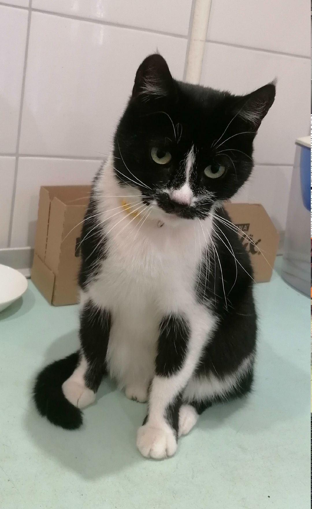 Найдена кошка в Сызрани — фото объявления