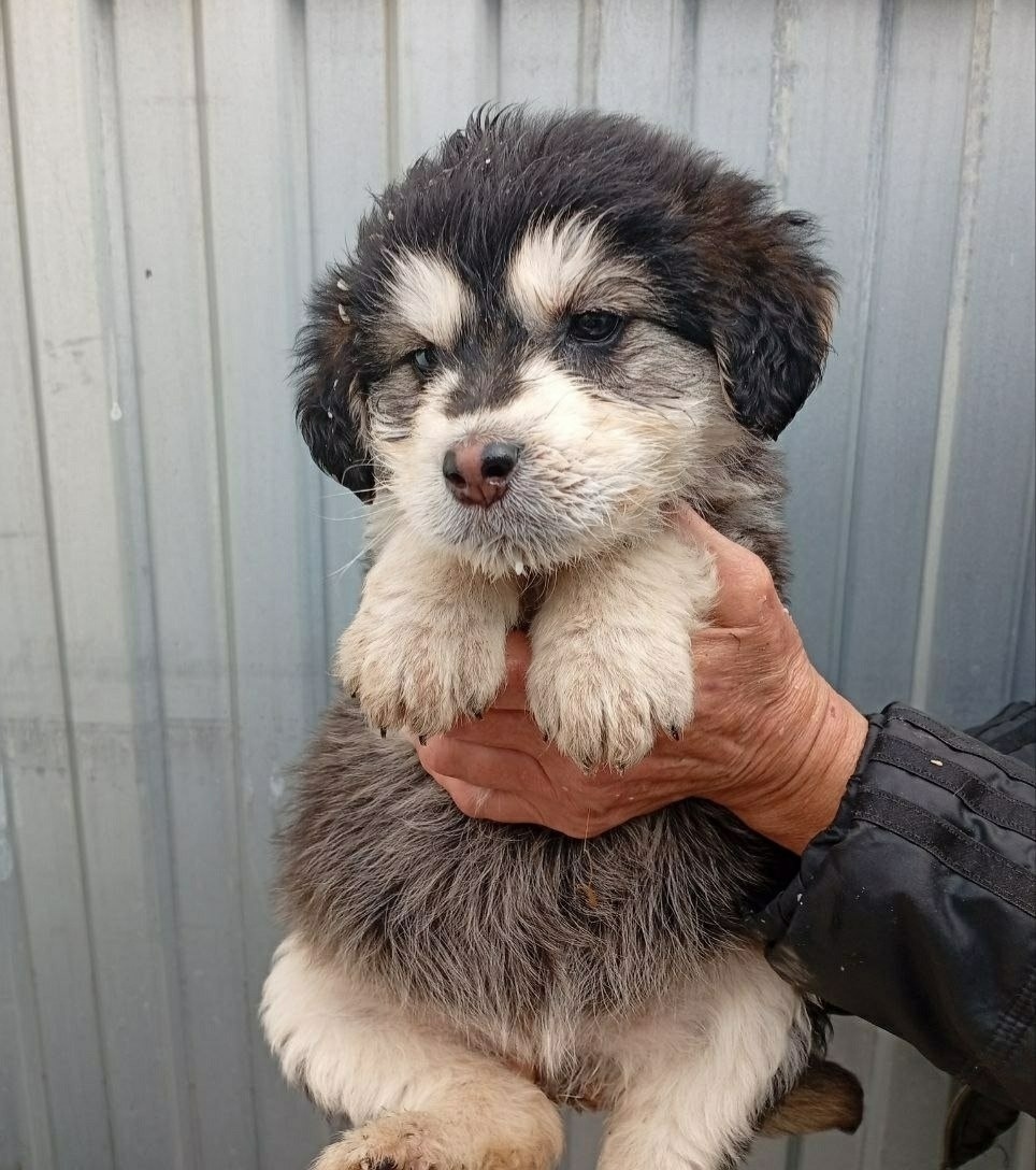 Найдена собака в Сызрани — фото объявления