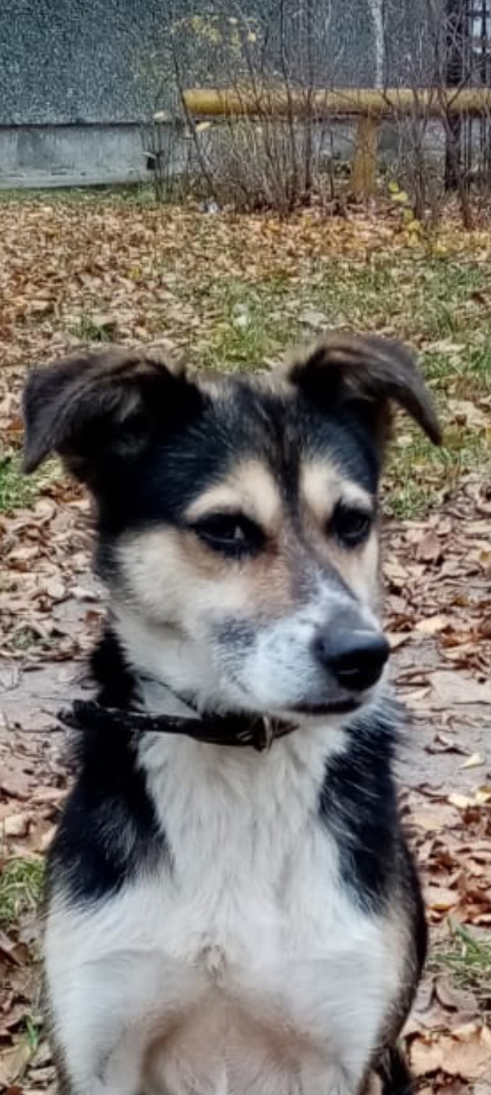 Пропала собака в Сызрани — фото объявления