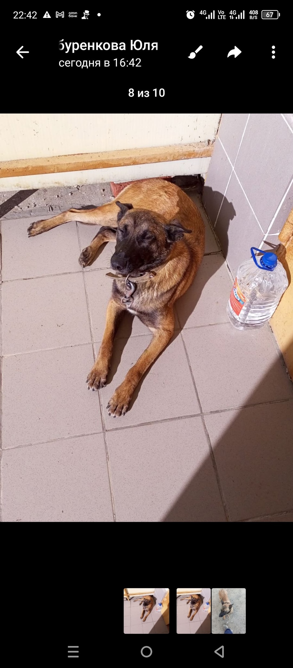 Пропала собака в Сызрани — фото объявления