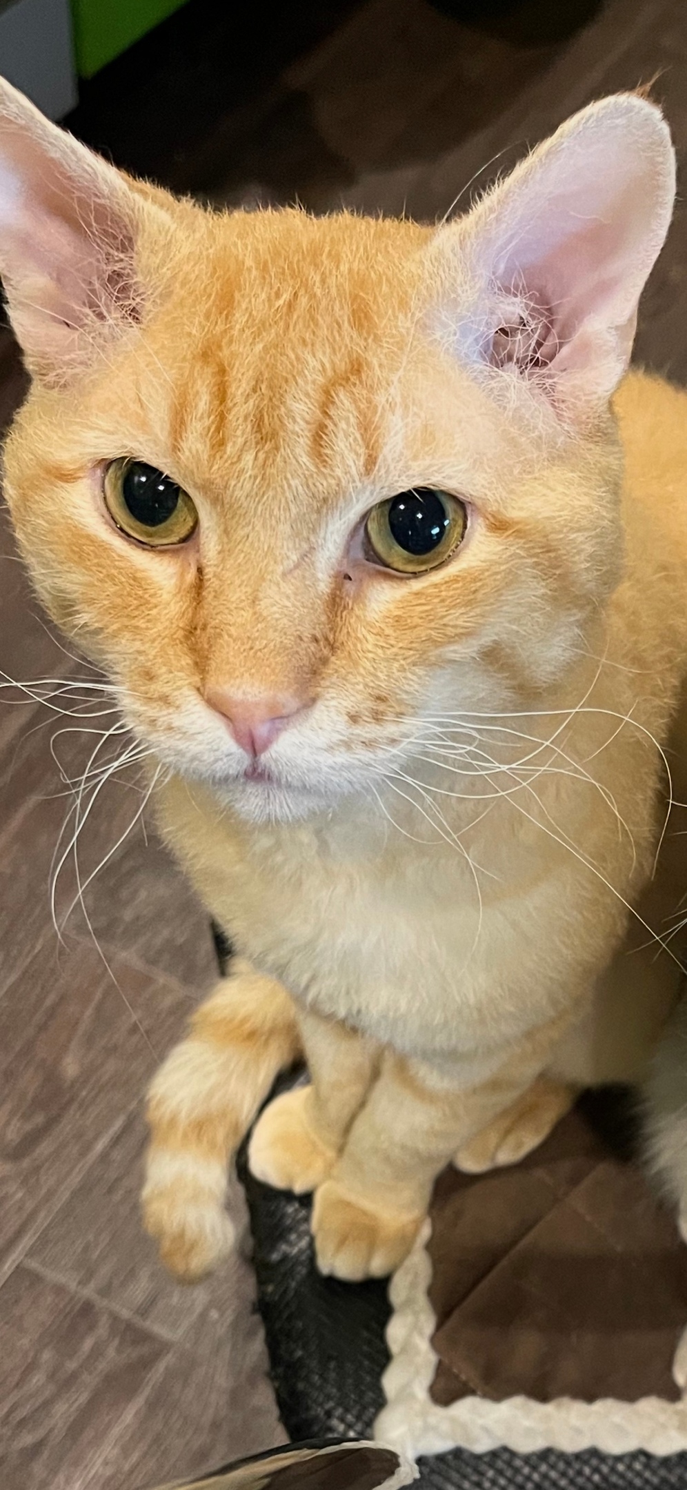 Пропала кошка в Сызрани — фото объявления