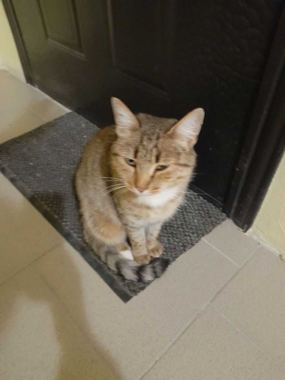 Найдена кошка в Сызрани — фото объявления