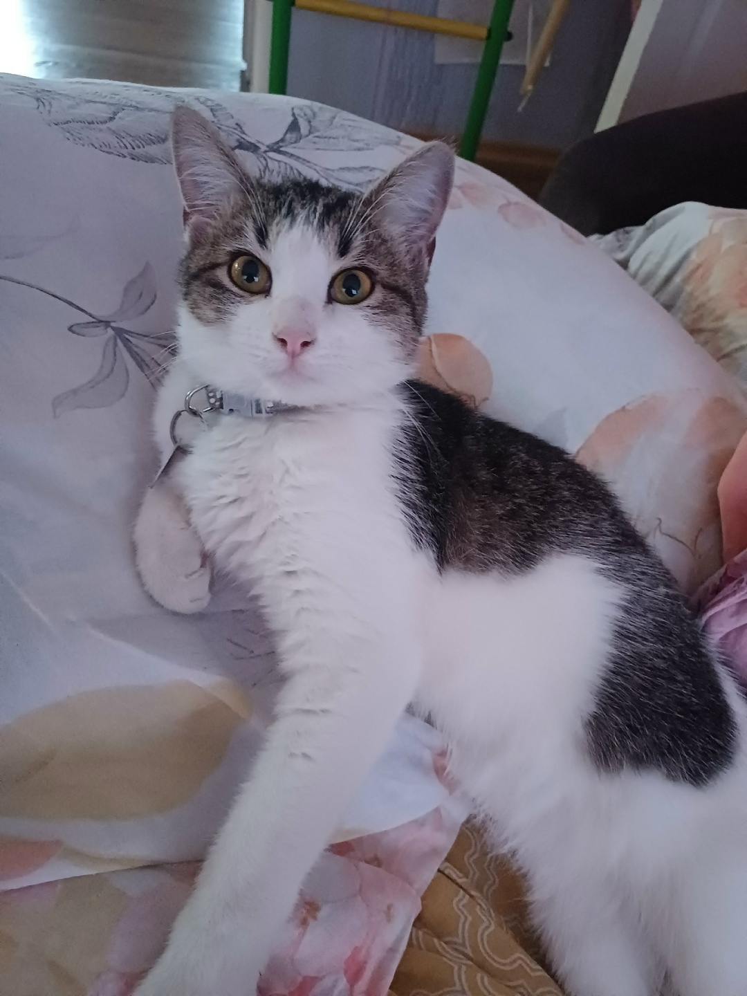 Пропала кошка в Сызрани — фото объявления