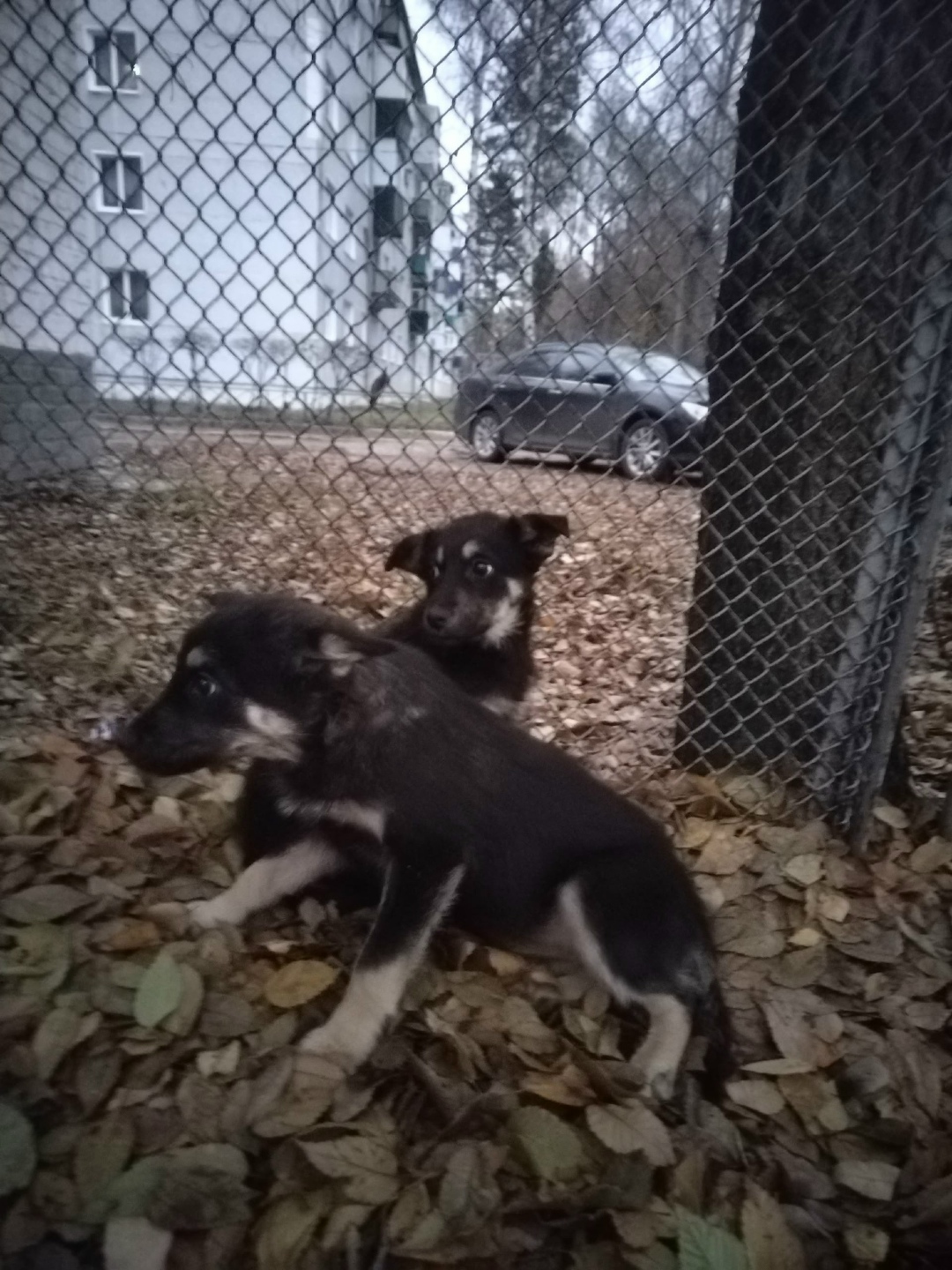 Найдена собака в Сызрани — фото объявления