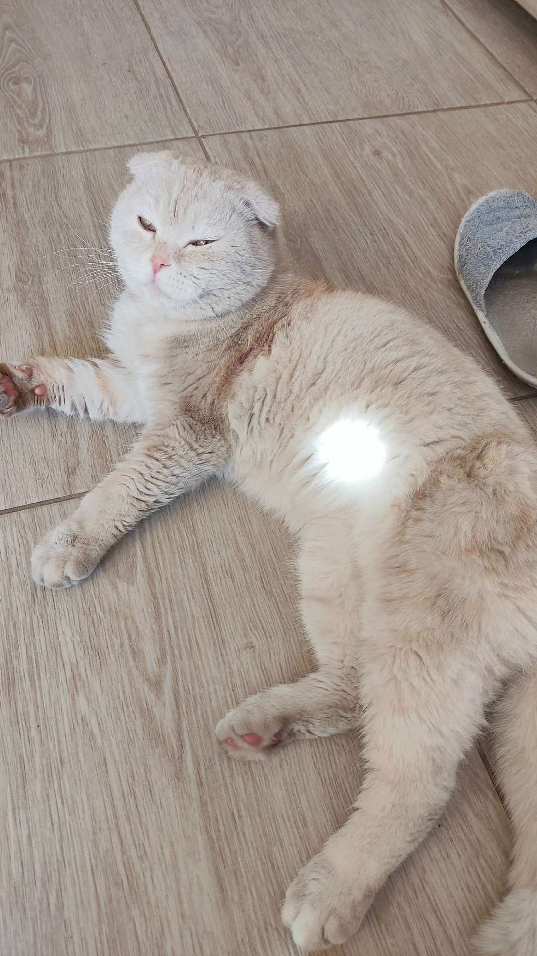 Пропала кошка в Сызрани — фото объявления