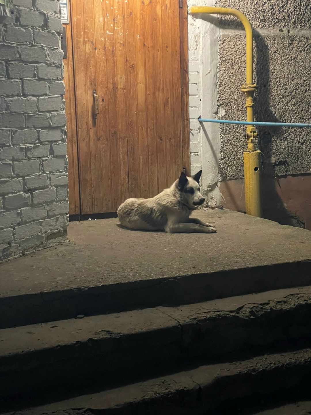 Пропала собака в Сызрани — фото объявления