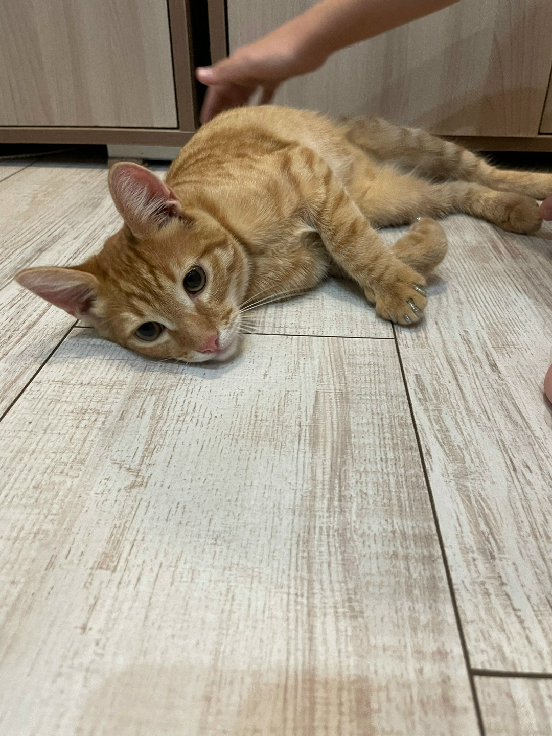 Найдена кошка в Сызрани — фото объявления