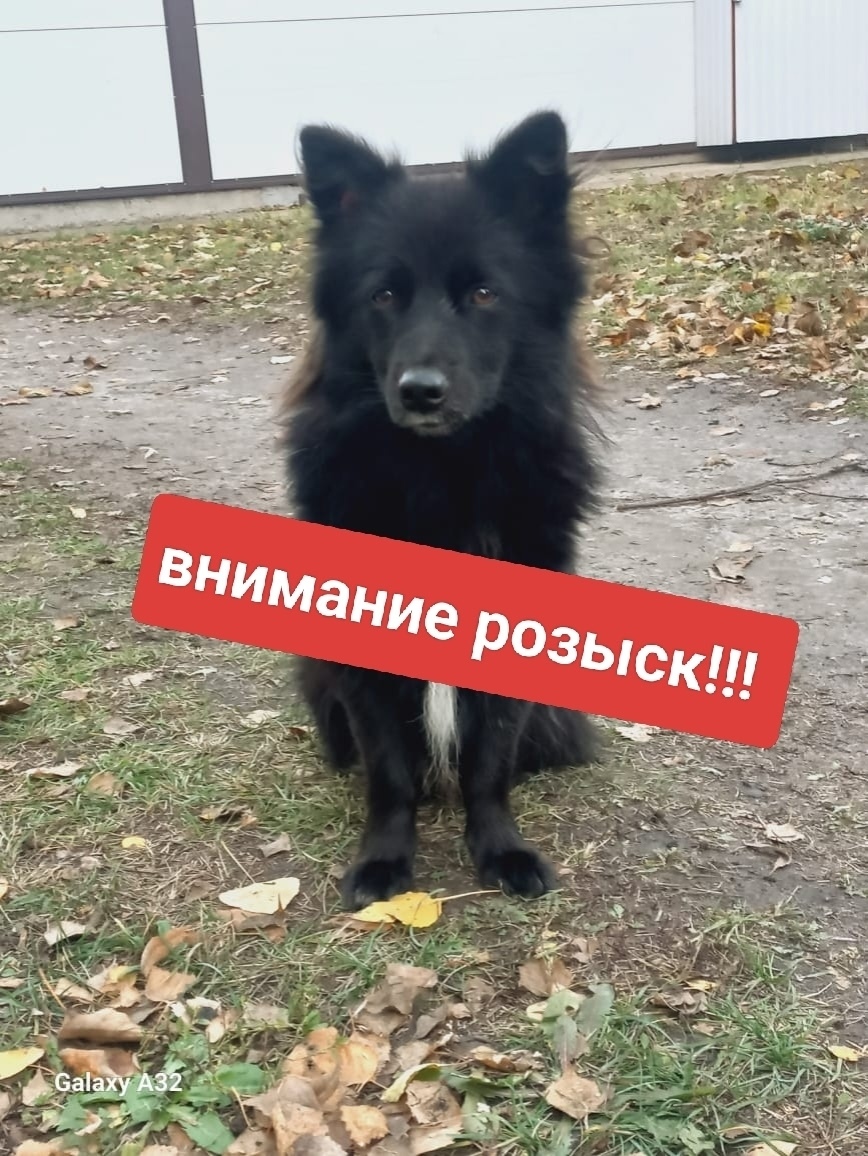 Пропала собака в Сызрани — фото объявления