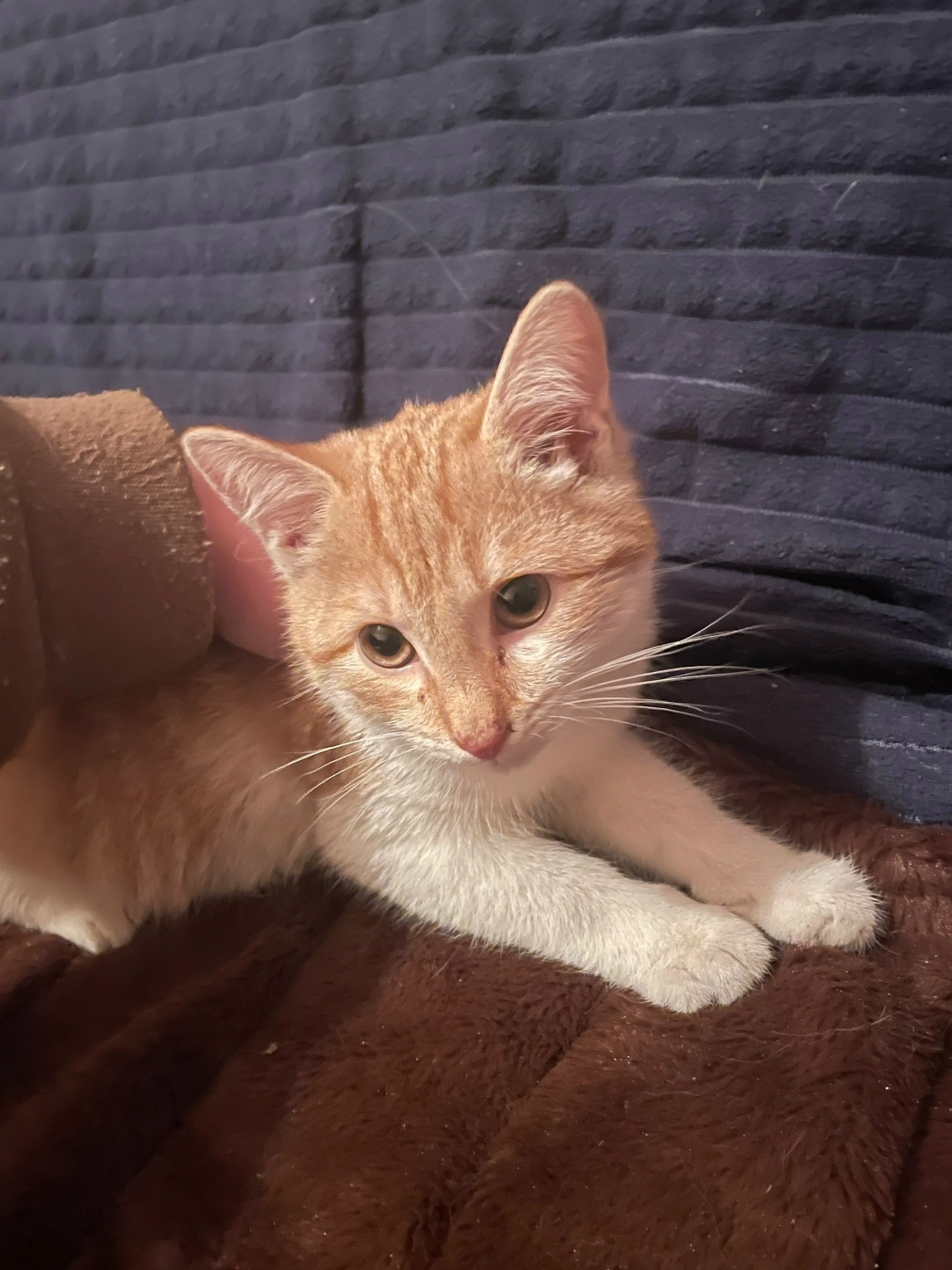 Пропала кошка в Сызрани — фото объявления