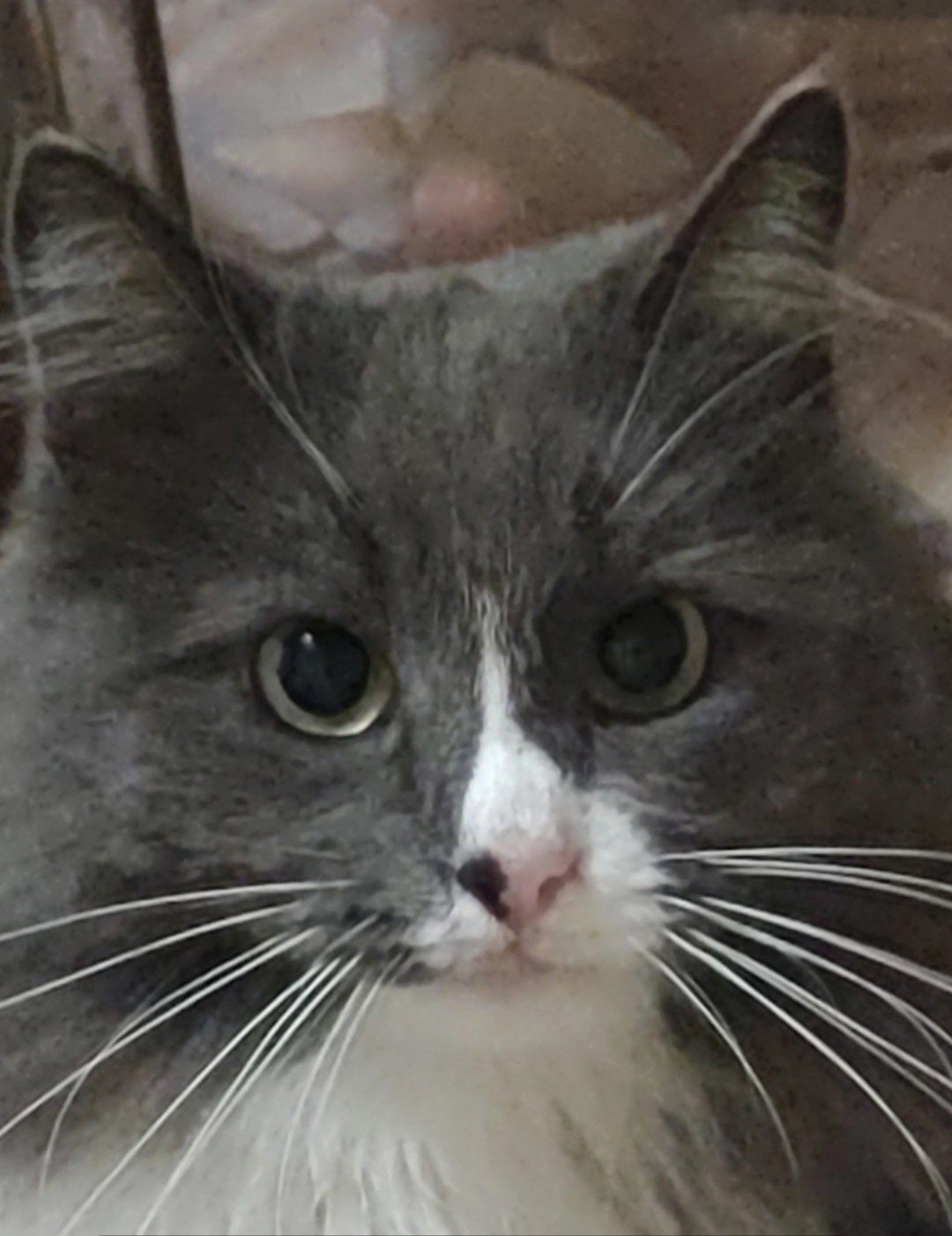 Пропала собака в Сызрани — фото объявления