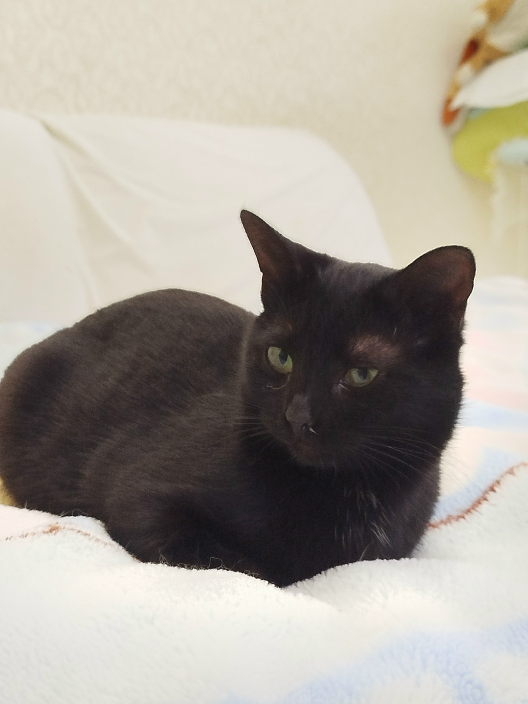 Найдена кошка в Сызрани — фото объявления