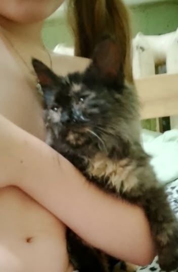 Найдена кошка в Сызрани — фото объявления