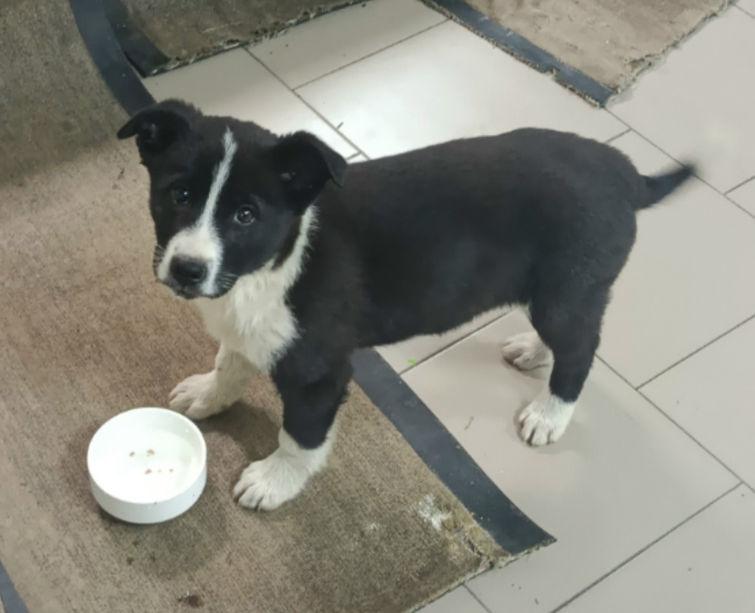 Найдена собака в Сызрани — фото объявления