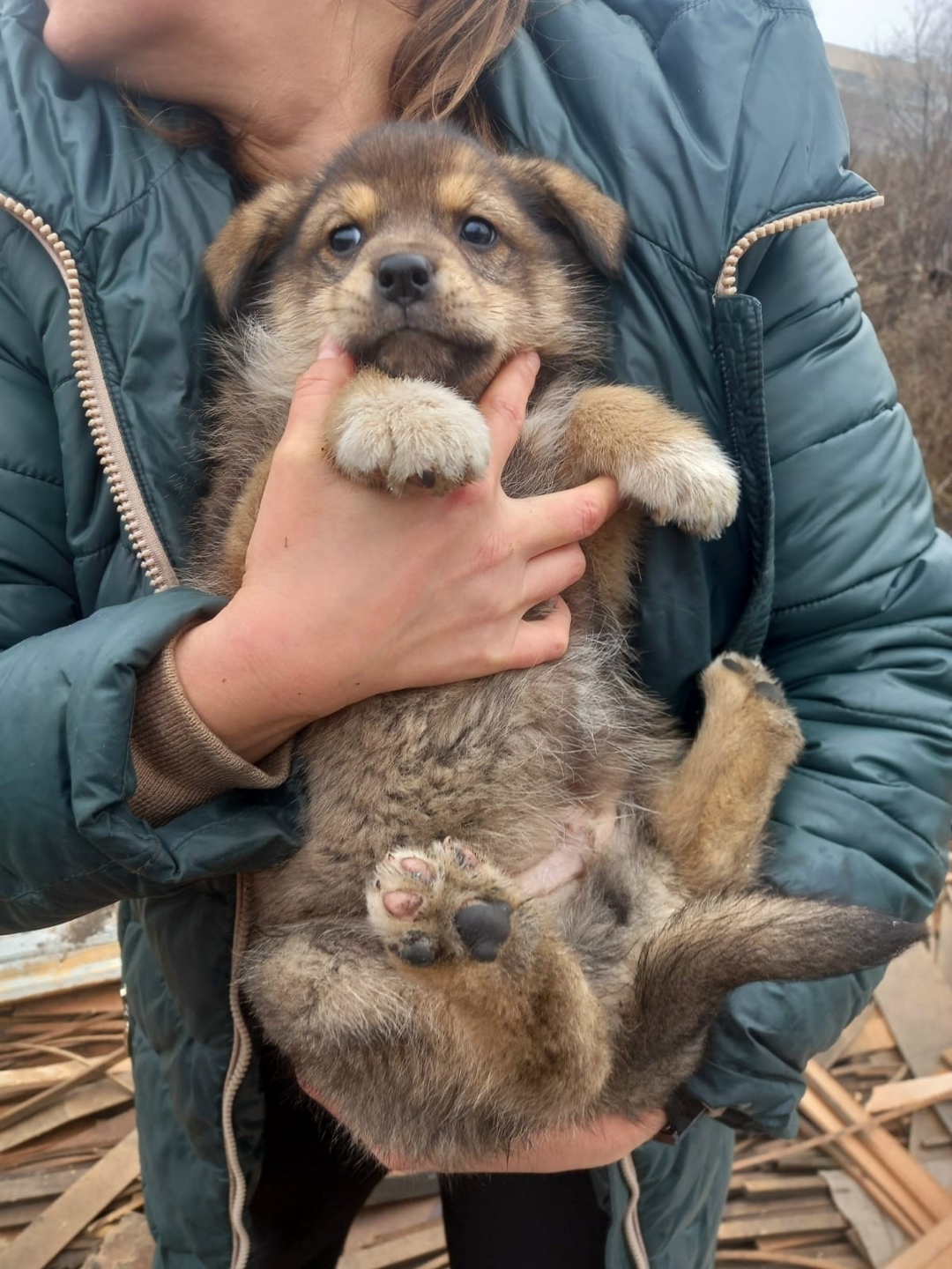 Пропала собака в Сызрани — фото объявления