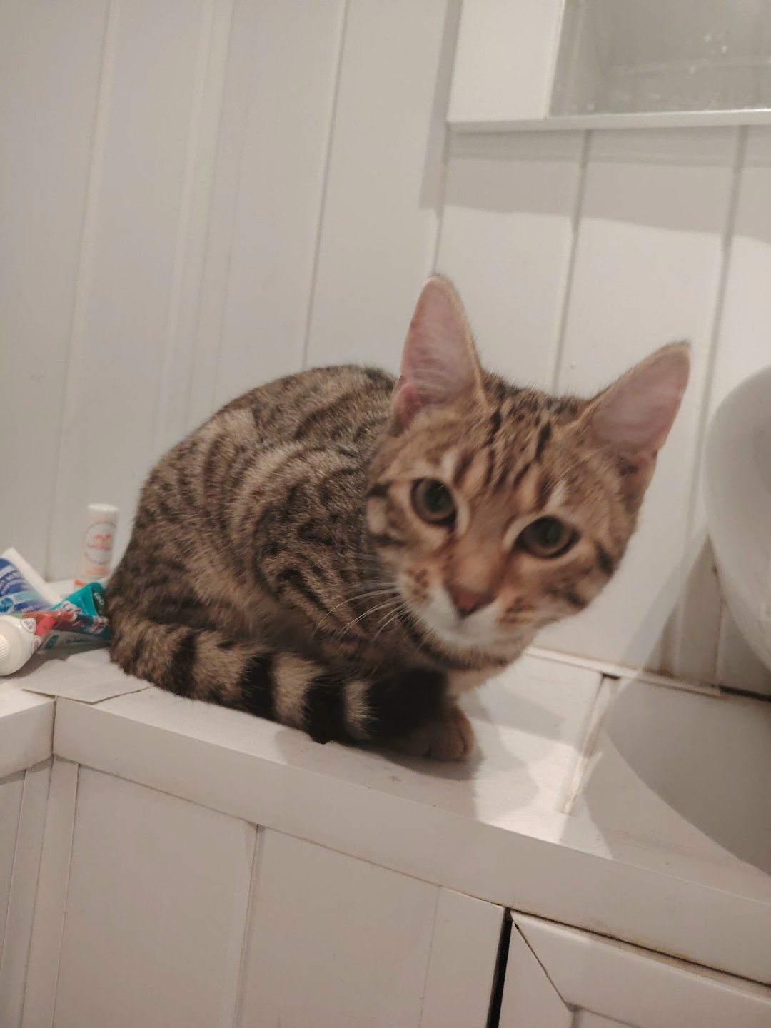 Найдена кошка в Сызрани — фото объявления