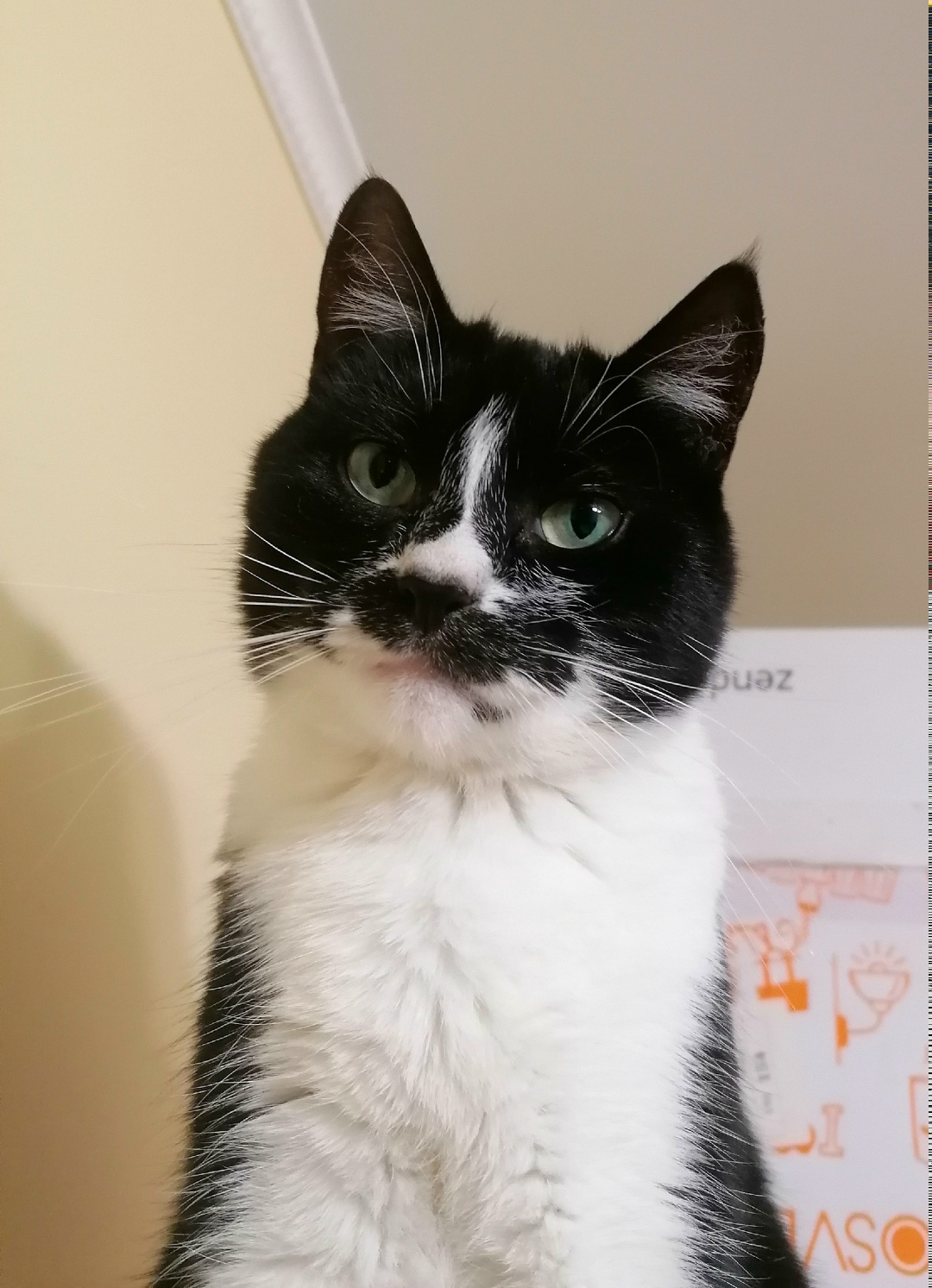 Найдена кошка в Сызрани — фото объявления