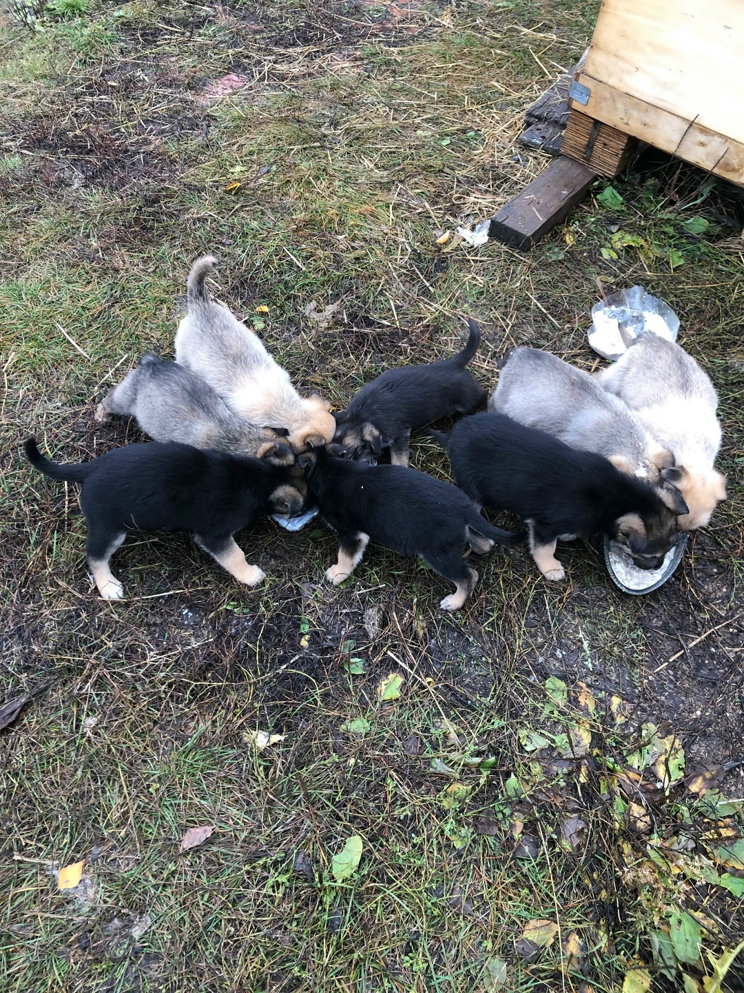 Найдена собака в Сызрани — фото объявления