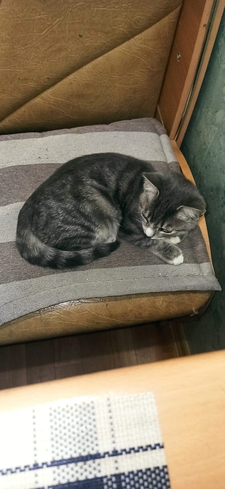 Найдена кошка в Сызрани — фото объявления