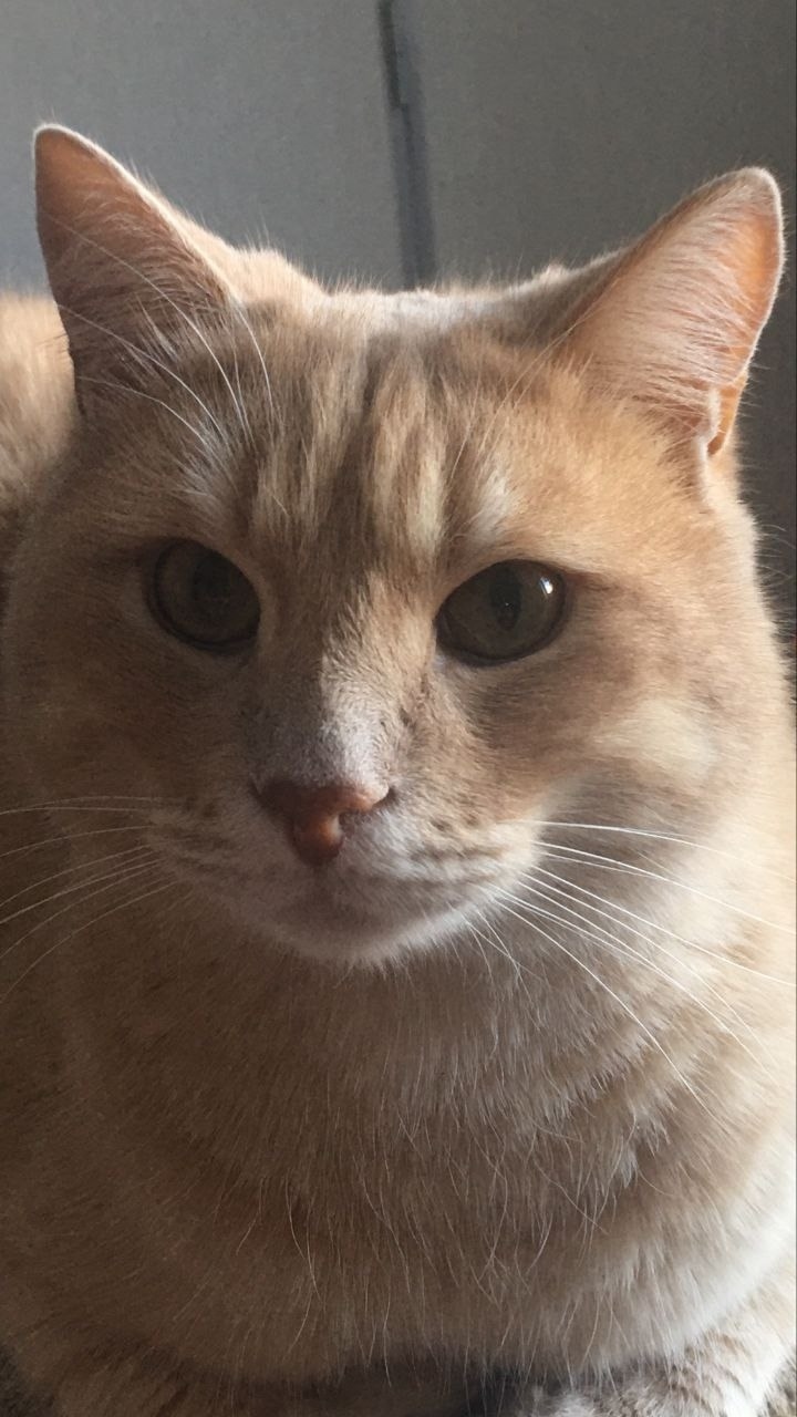 Пропала кошка в Сызрани — фото объявления