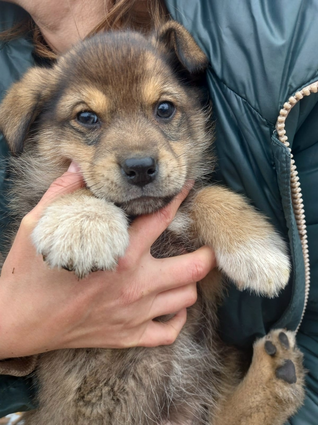 Пропала собака в Сызрани — фото объявления