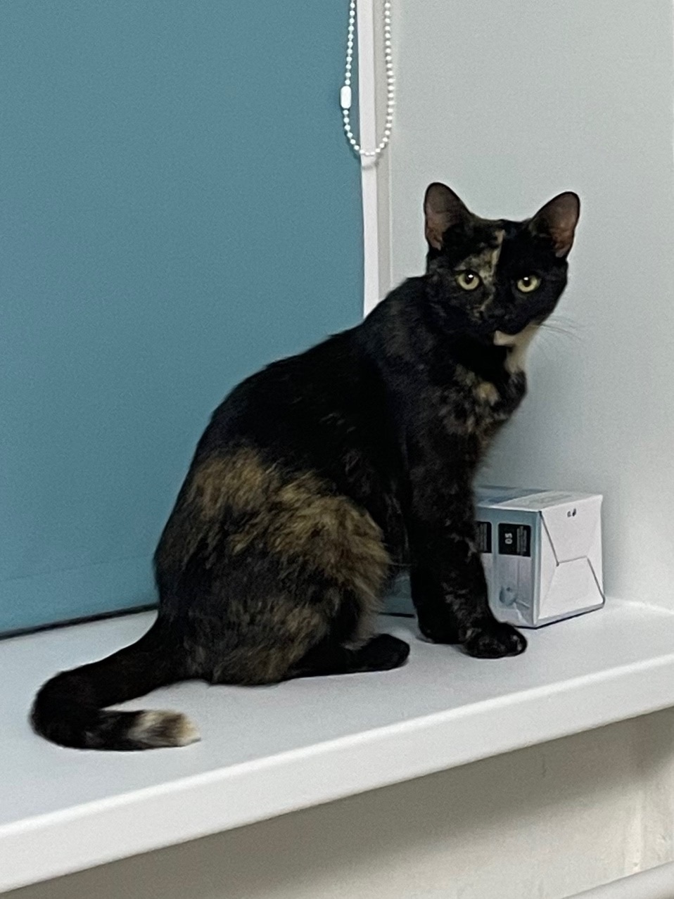 Найдена кошка в Сызрани — фото объявления