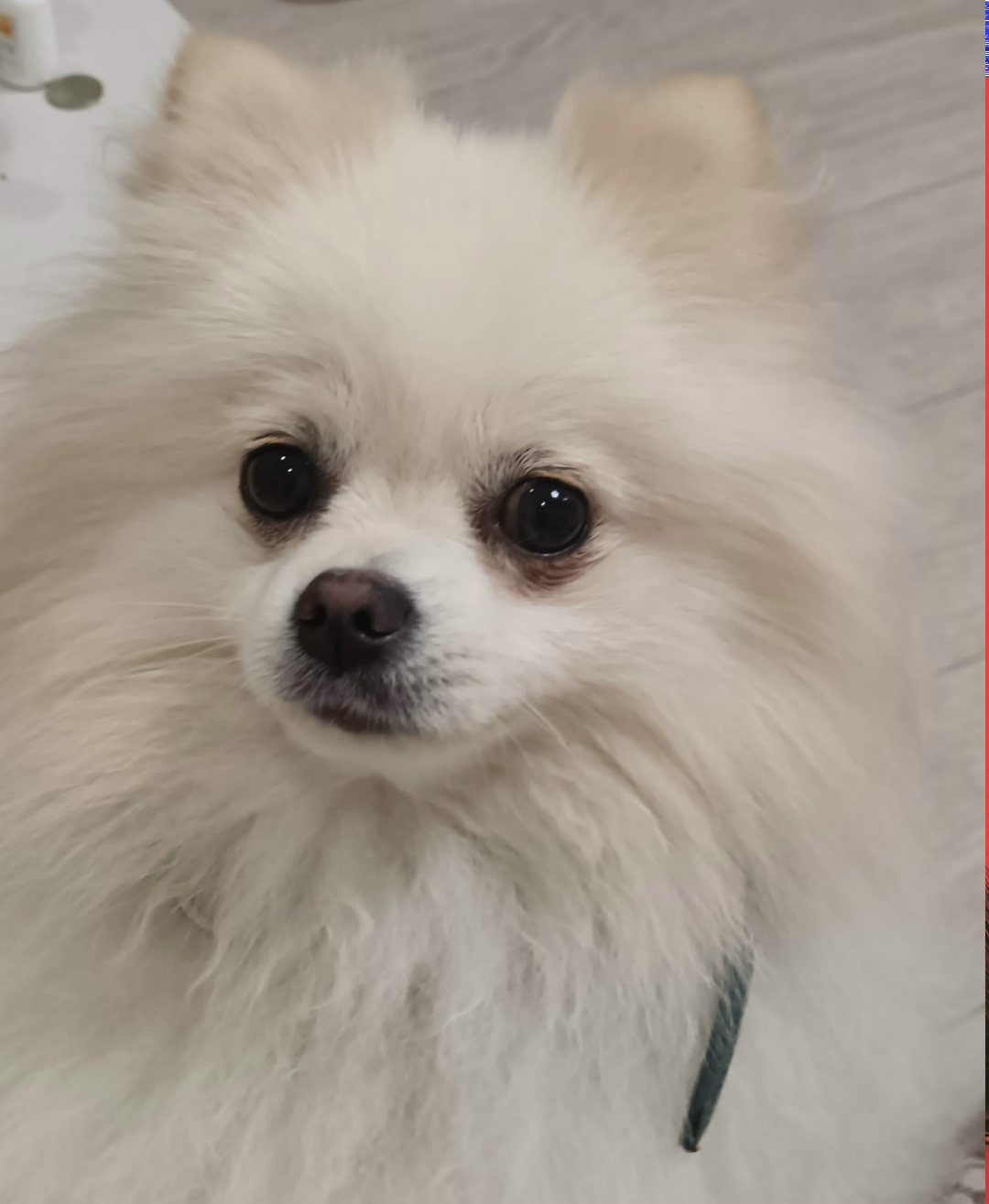 Пропала собака в Сызрани — фото объявления