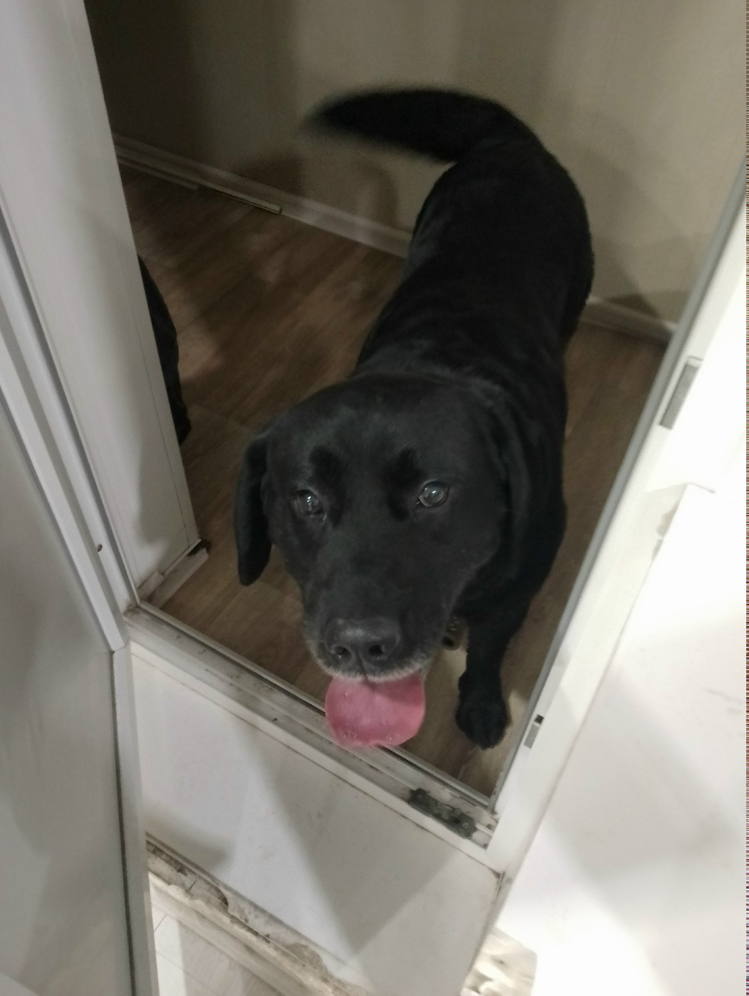 Найдена собака в Сызрани — фото объявления