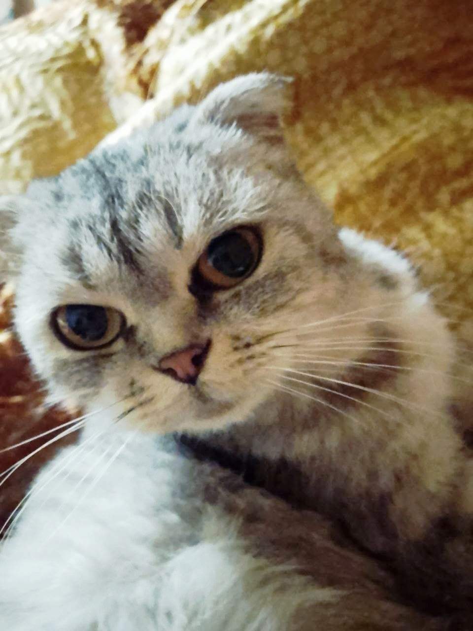 Пропала кошка в Сызрани — фото объявления