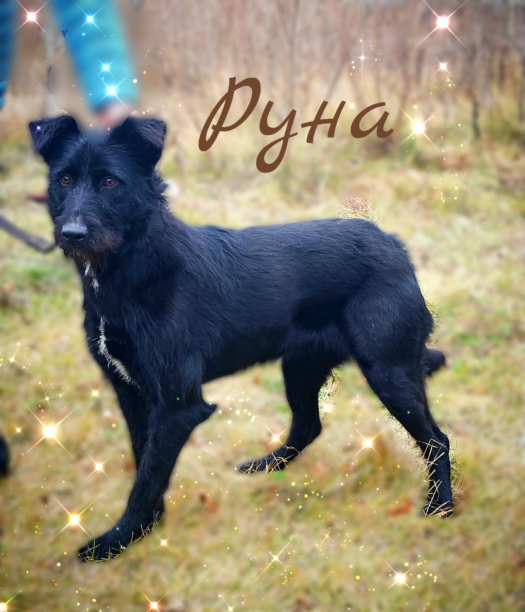 Найдена собака в Сызрани — фото объявления