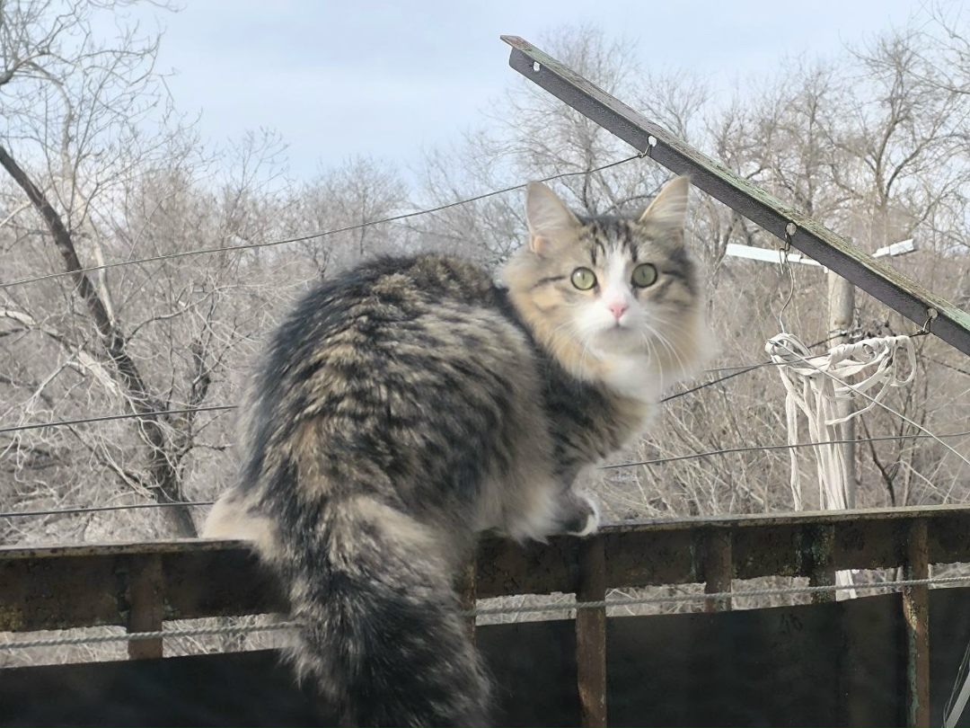 Пропала кошка в Сызрани — фото объявления