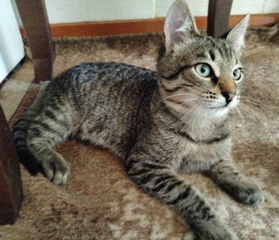 Пропала собака в Сызрани — фото объявления