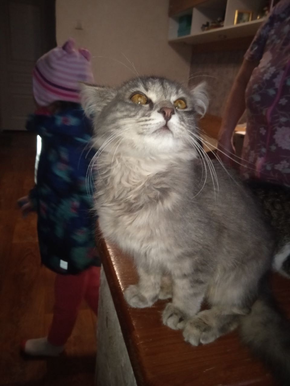 Найдена кошка в Сызрани — фото объявления