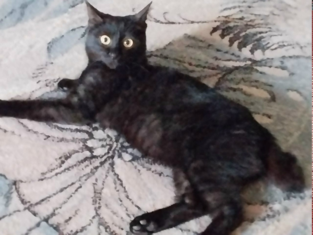 Найдена кошка в Сызрани — фото объявления