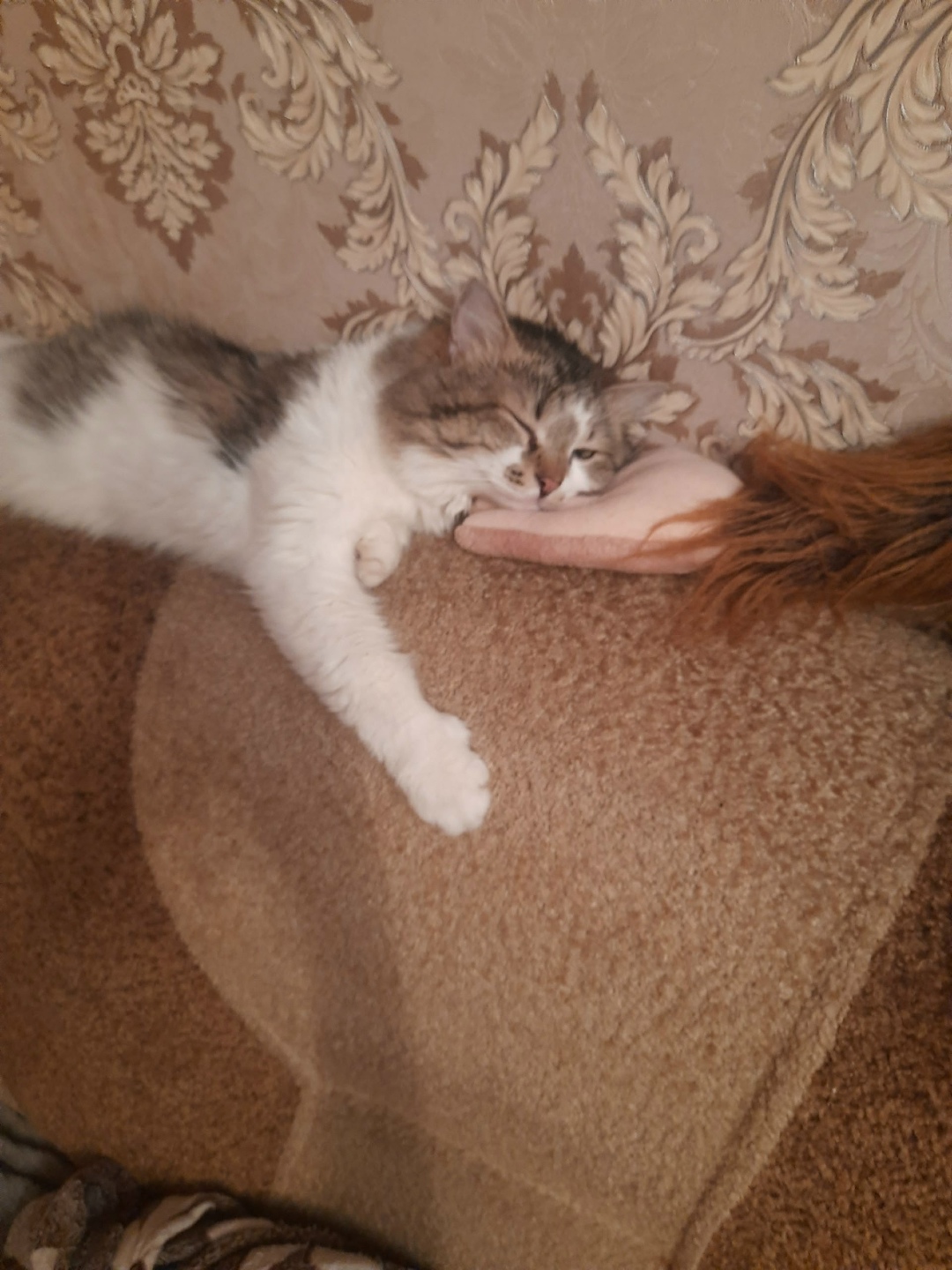 Пропала кошка в Сызрани — фото объявления