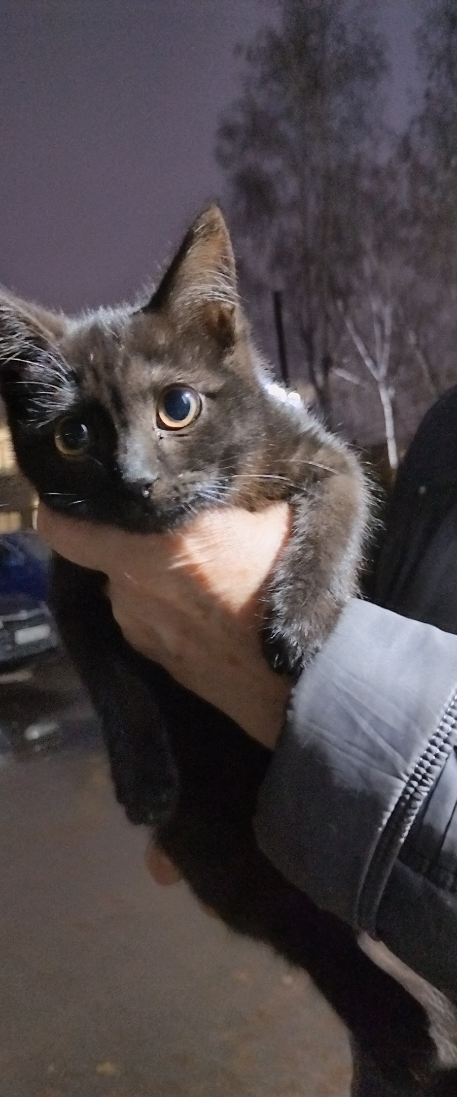 Найдена собака в Сызрани — фото объявления