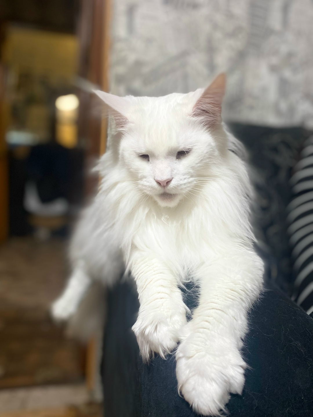 Пропала кошка в Сызрани — фото объявления