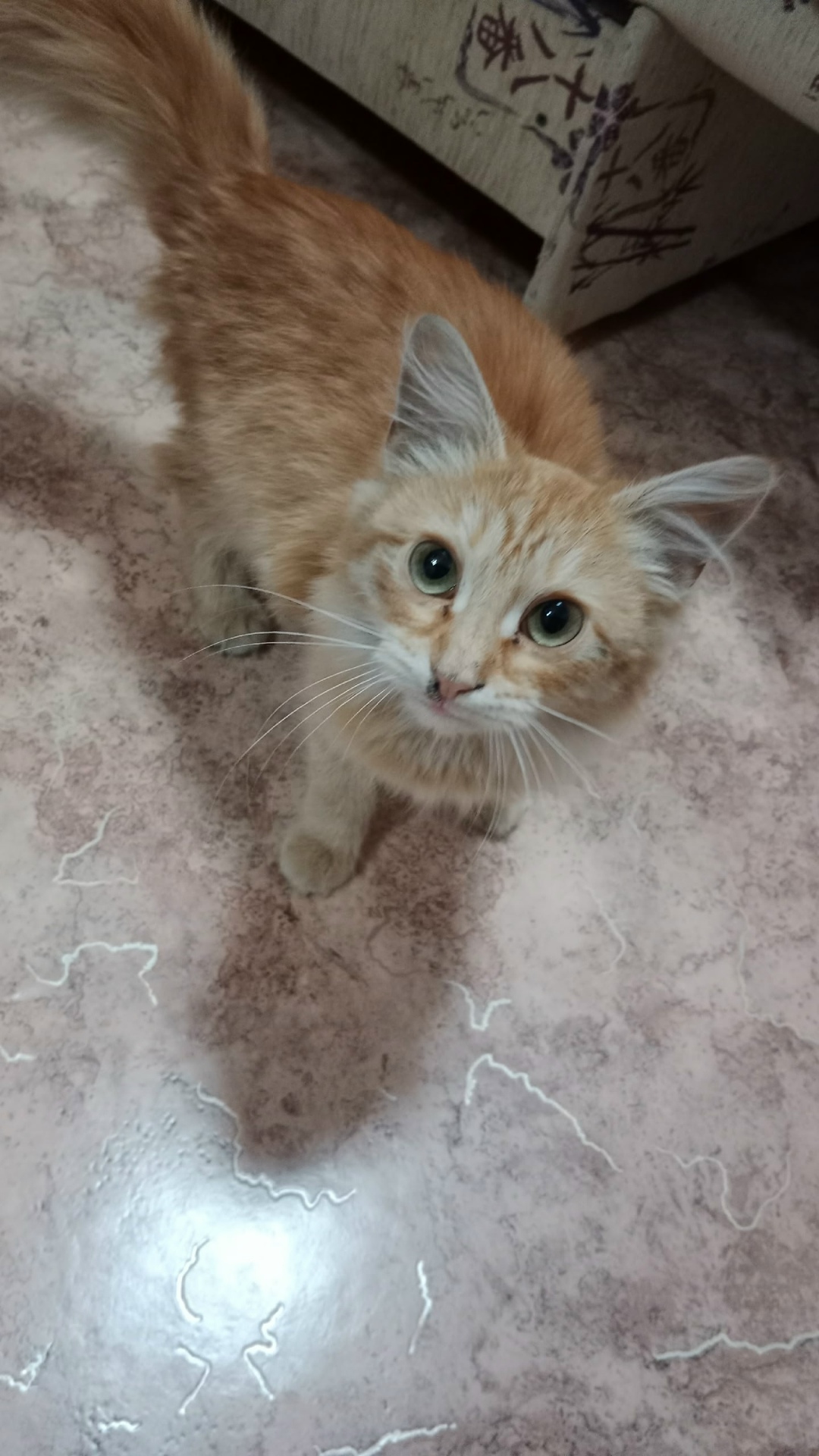 Найдена кошка в Сызрани — фото объявления