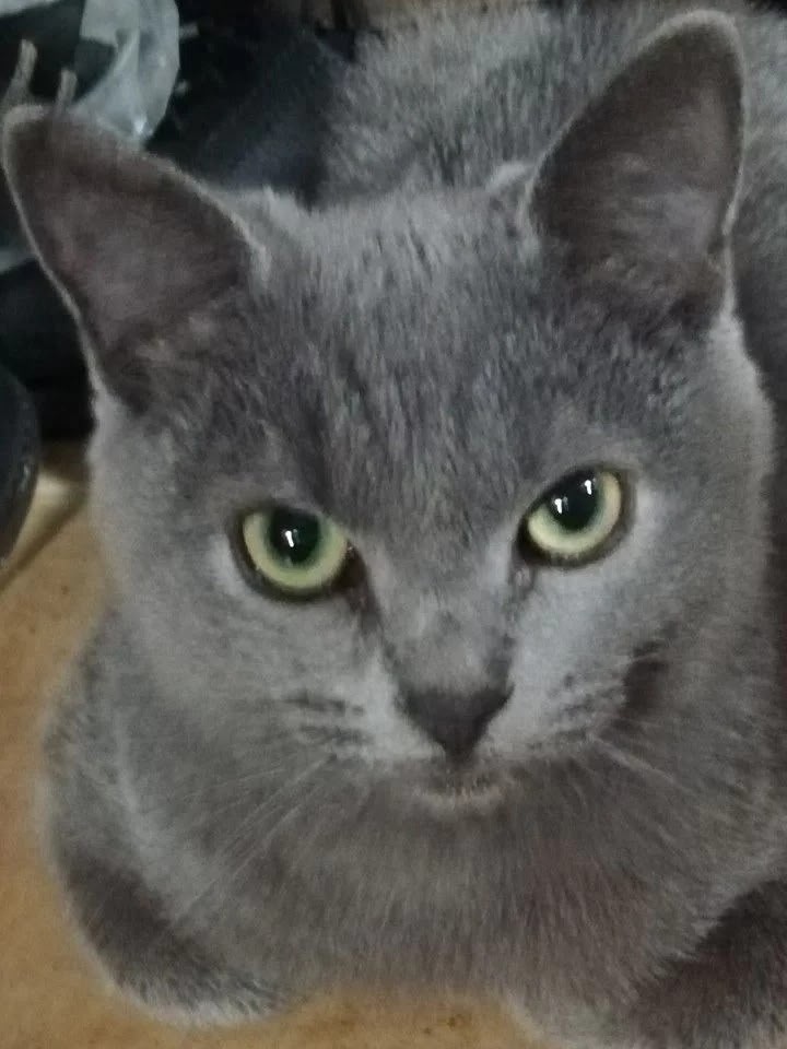 Пропала кошка в Сызрани — фото объявления