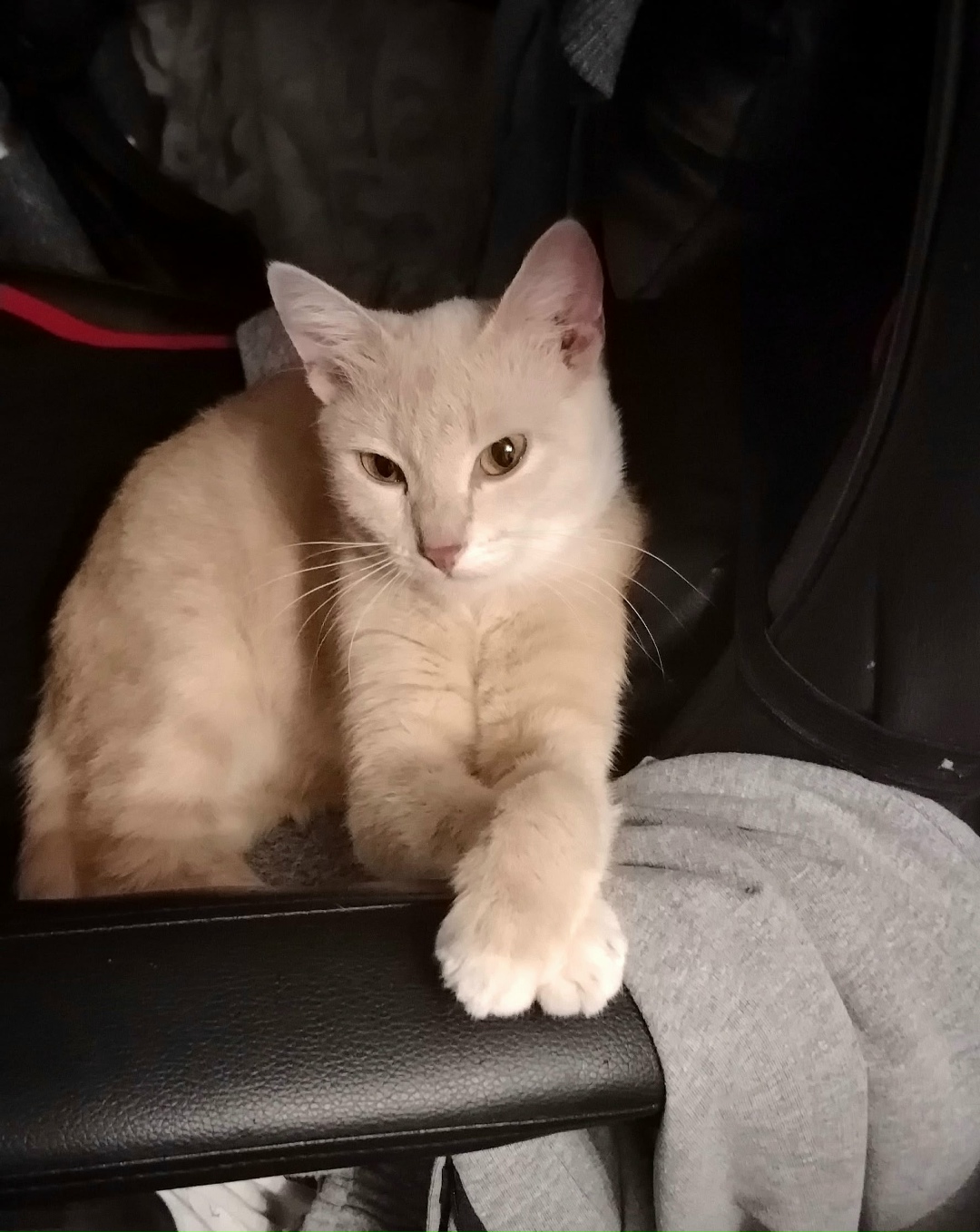 Пропала кошка в Сызрани — фото объявления