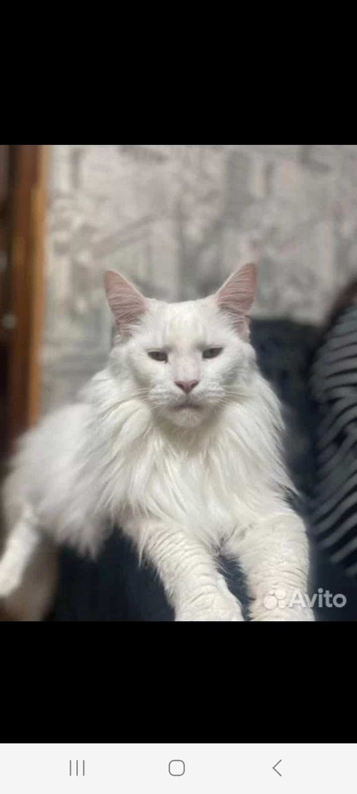 Пропала кошка в Сызрани — фото объявления