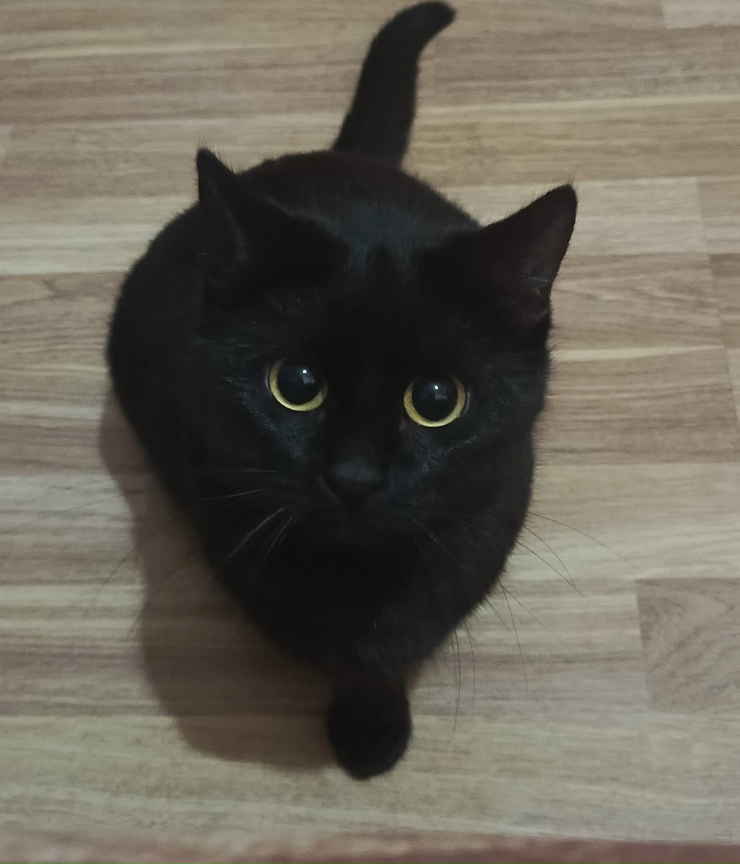 Пропала кошка в Сызрани — фото объявления