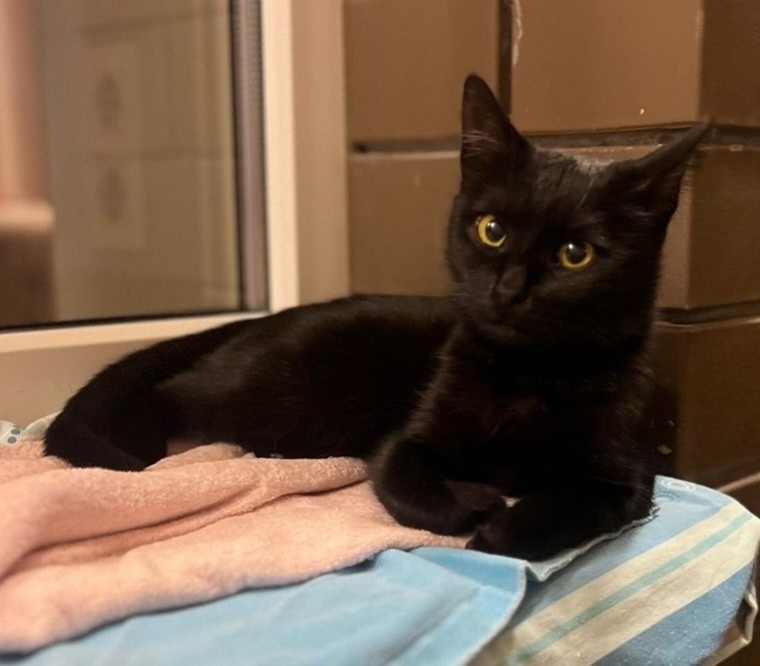 Найдена кошка в Сызрани — фото объявления