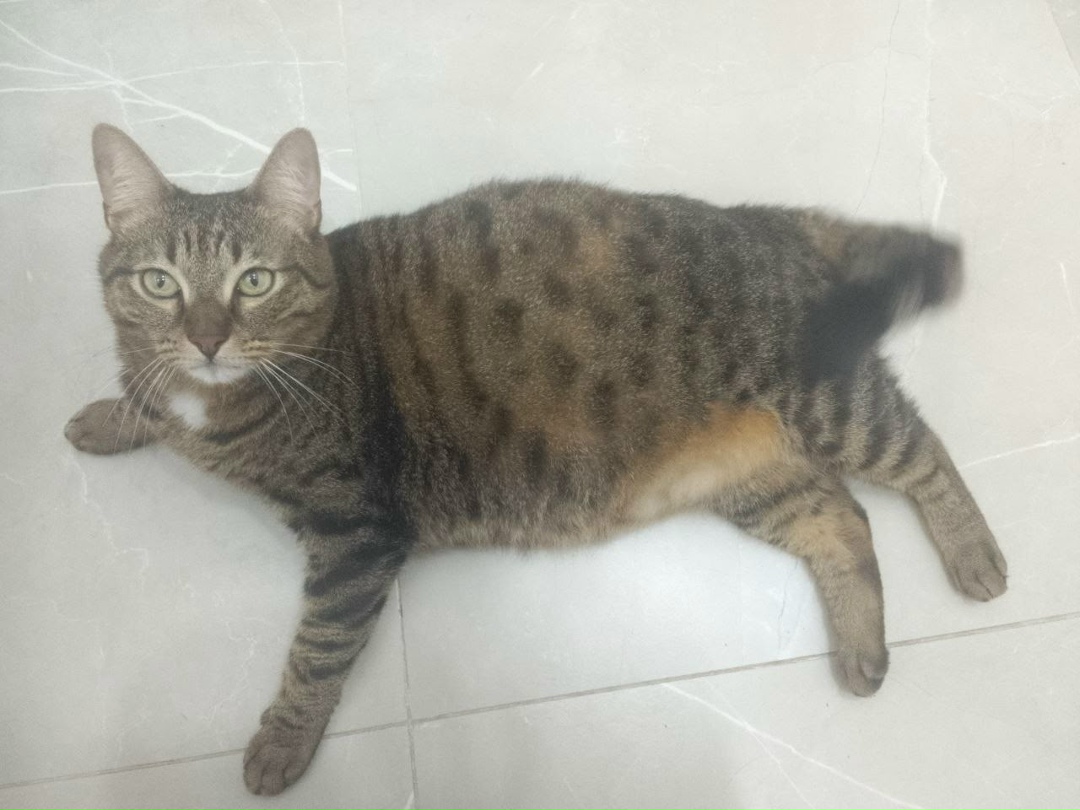 Пропала кошка в Сызрани — фото объявления