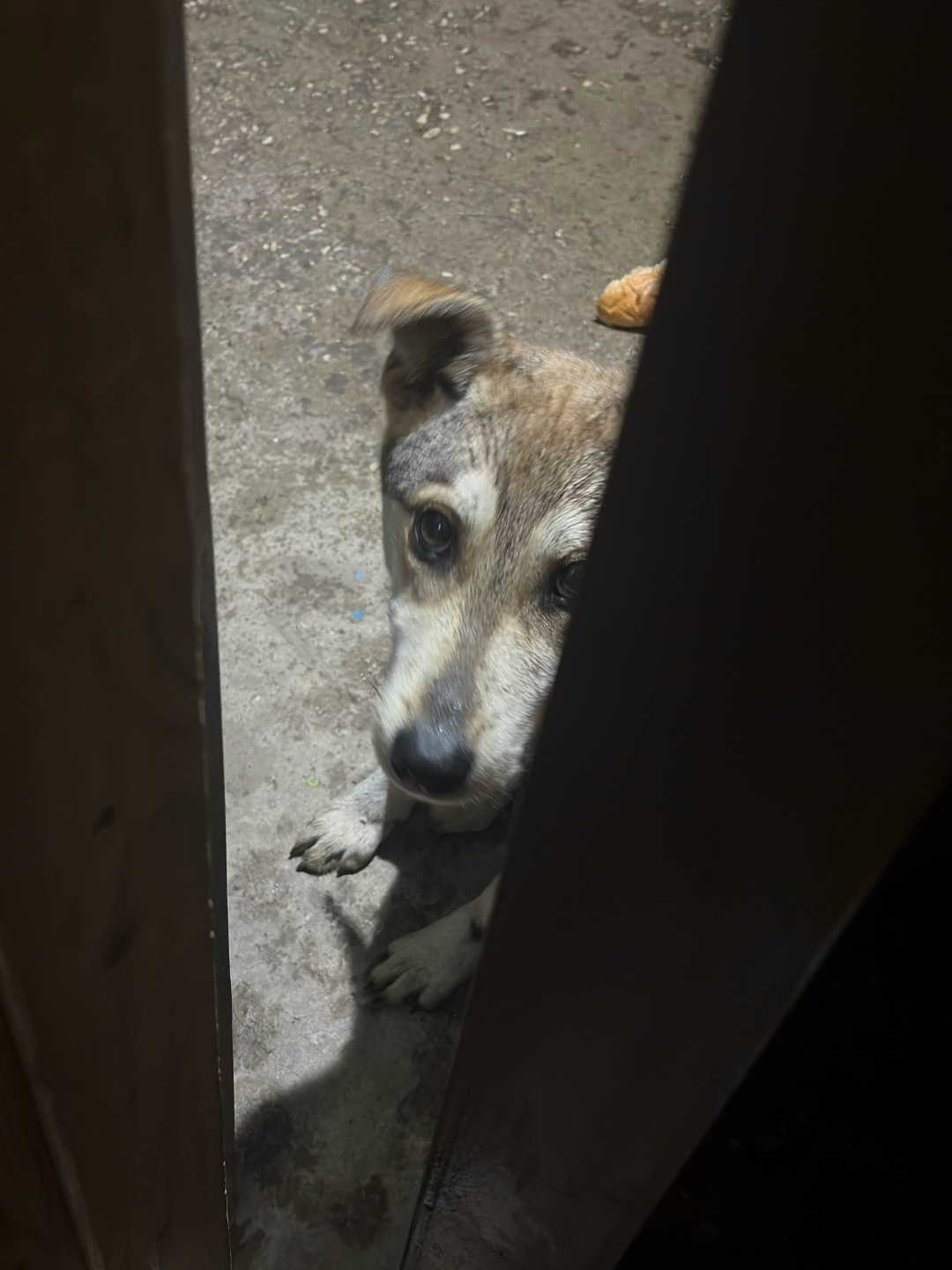 Пропала собака в Сызрани — фото объявления