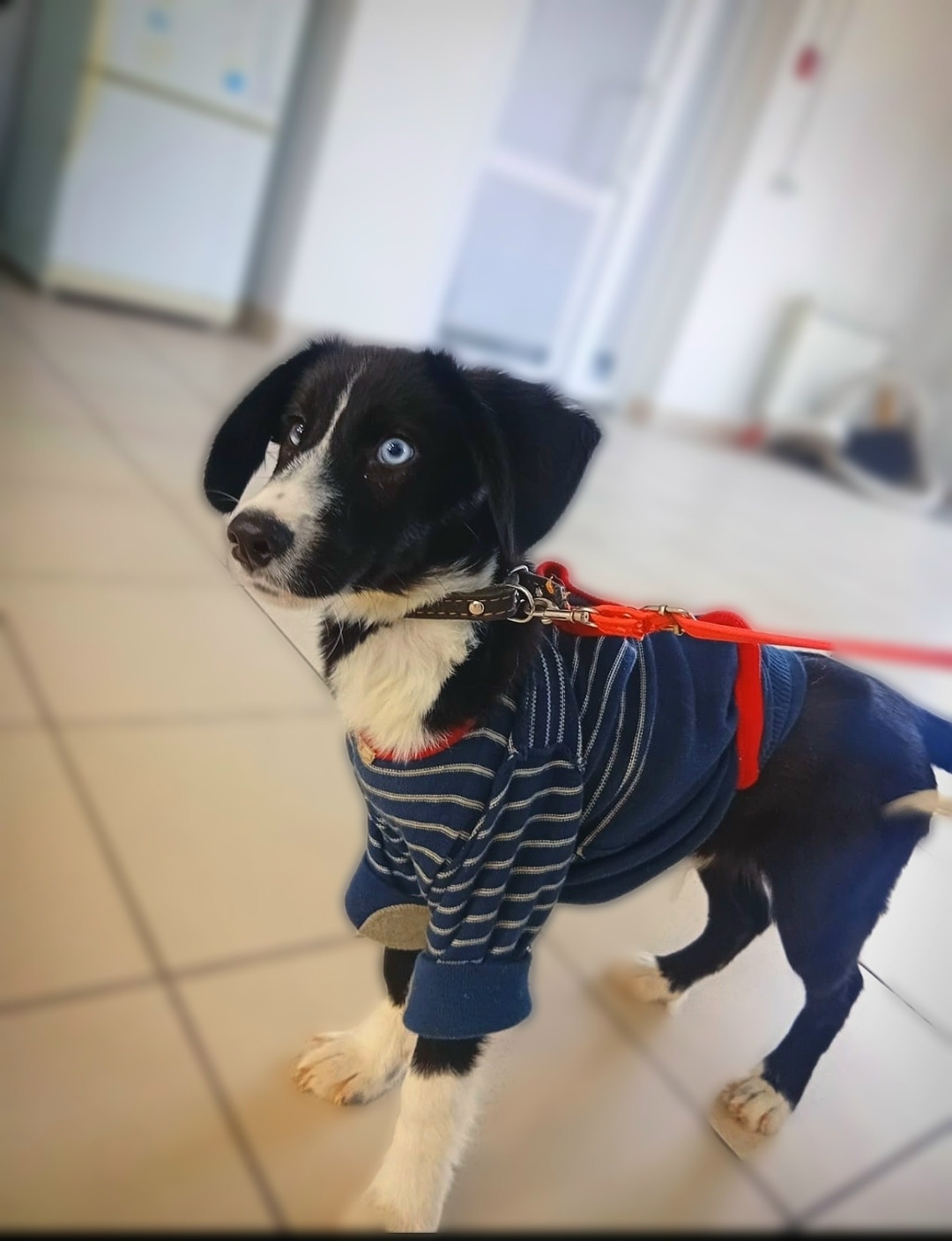 Найдена собака в Сызрани — фото объявления