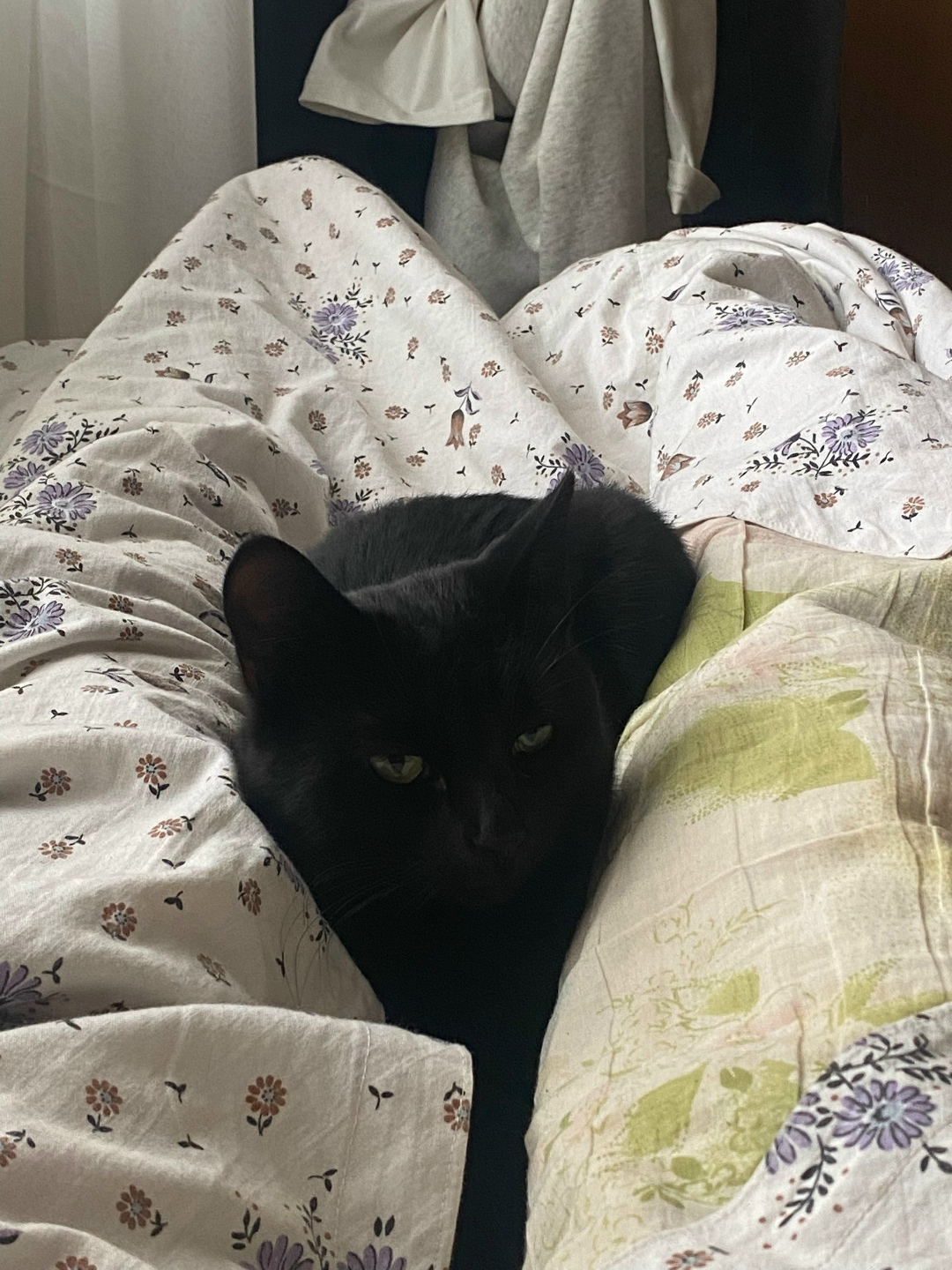 Пропала кошка в Сызрани — фото объявления