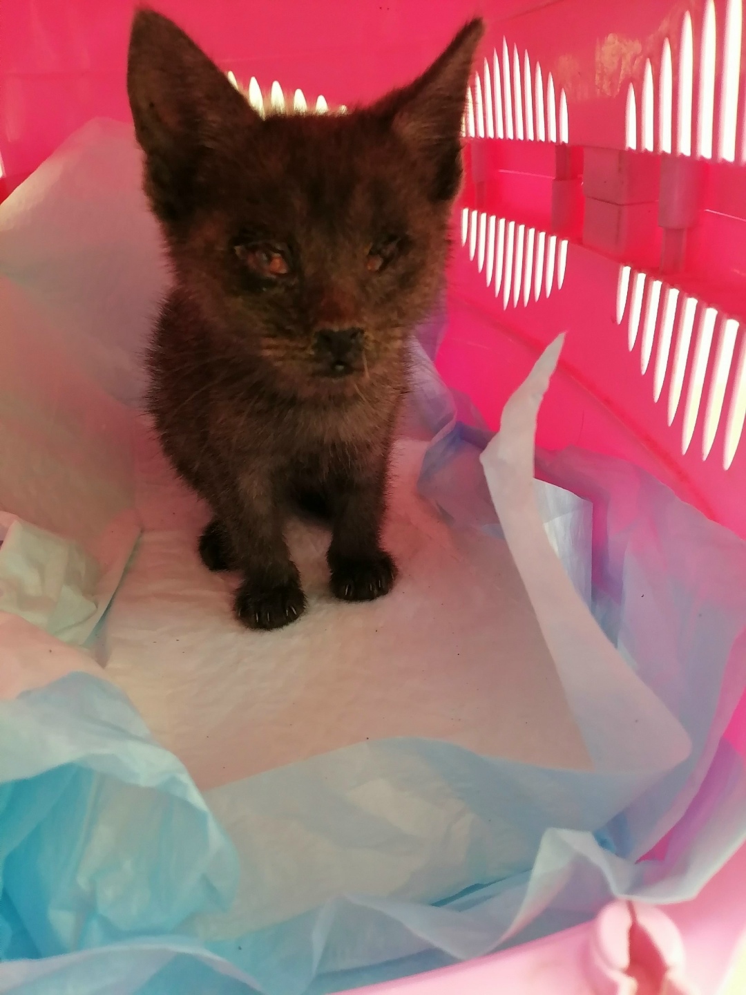 Найдена кошка в Сызрани — фото объявления