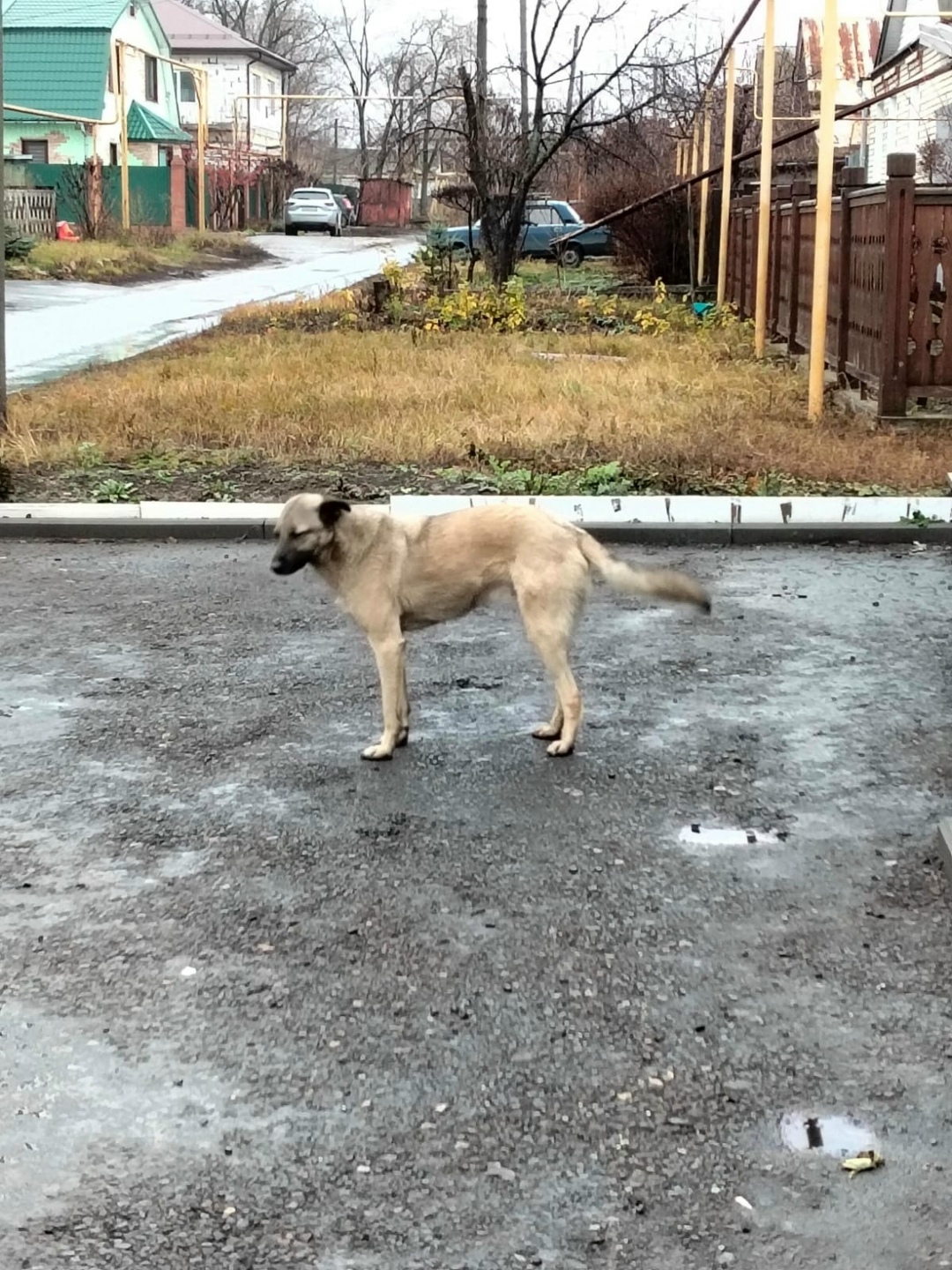 Пропала собака в Сызрани — фото объявления