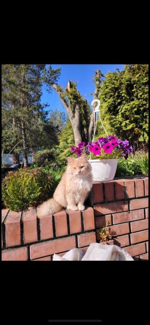 Пропала кошка в Сызрани — фото объявления